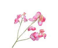 Silk-ka kunsttak lathyrus 66cm roze - thumbnail