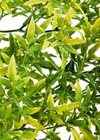 KOMODO CROTON PLANT - thumbnail