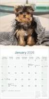 Yorkshire Terrier Puppies Kalender 2026 - thumbnail