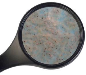 Superfish levende witte muggelarven 90ml