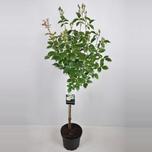 Heesterroos op stam (rosa "Schneewittchen"®) - Op stam 70 cm - 1 stuks