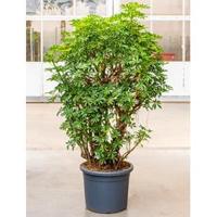 Schefflera louisiana kamerplant - thumbnail