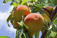 Dwergperzik - thumbnail