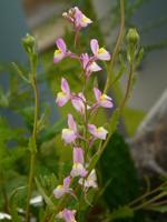 Vlasleeuwenbek - thumbnail