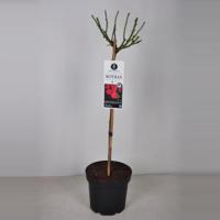 Rozen Rotilia op stam - 3 stuks - thumbnail