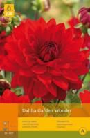 Dahlia Garden wonder - thumbnail