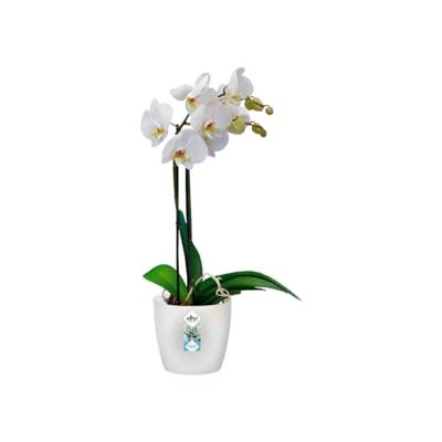 Elho brussels orchideeën pot 16 cm transparant