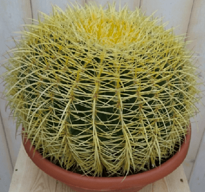 Cactus schoonmoedersstoel groot 20cm dia. kamerplant Echinocactus Warentuin Natuurlijk - Warentuin natuurlijk Cactus schoonmoedersstoel groot 20cm dia. kamerplant Echinocactus Warentuin Natuurlijk - Warentuin natuurlijk