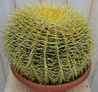 Cactus schoonmoedersstoel groot 20cm dia. kamerplant Echinocactus Warentuin Natuurlijk - Warentuin natuurlijk - thumbnail