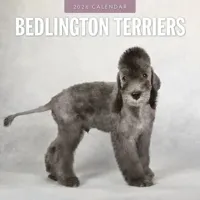 Bedlington Terrier Kalender 2026 - thumbnail