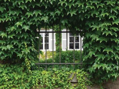 Hedera 70x50cm Tuinschilderij Customize-it - Customize it