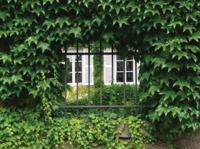 Hedera 70x50cm Tuinschilderij Customize-it - Customize it - thumbnail