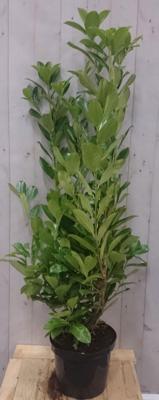 Prunus Rotundifolia 130 cm Laurier Warentuin Natuurlijk - Warentuin natuurlijk