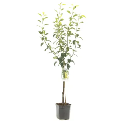 Perenboom Pyrus Communis Conference - Handpeer