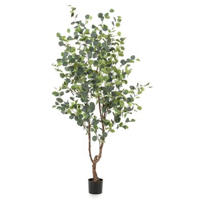 Eucalypthus