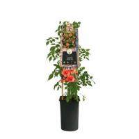 Oranje Trompetbloem (Campsis tagliabuana "Madame Galen") klimplant 70 cm - thumbnail