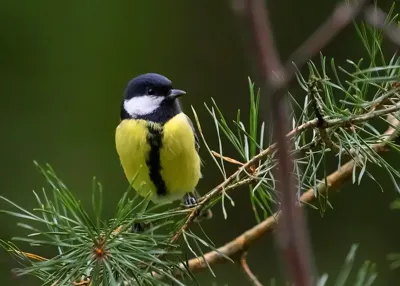 Alexsar Art Tuinschilderij koolmees 70x50cm