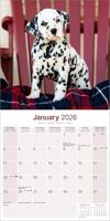 Dalmatier Kalender 2026 - thumbnail
