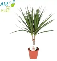 Dracaena marginata (Drakenbloedboom) 55cm - thumbnail