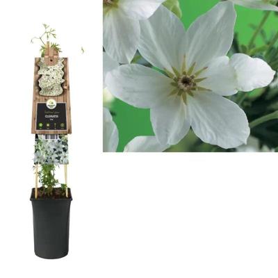 Klimplant Clematis Joe - Witte Bosrank