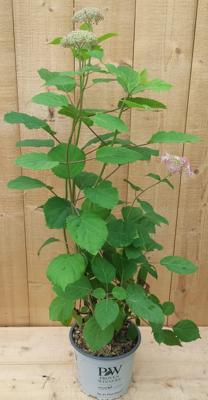 Hortensia Hydrangea Annable Annabel Roze Warentuin Natuurlijk - Warentuin natuurlijk