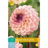 Dahlia Wine eyed jill - thumbnail