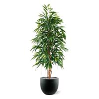 Longifolia Royal kunstboom 175cm - thumbnail