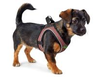 Hondentuigje Hunter Comfort Roze XXS 26-30 cm - thumbnail