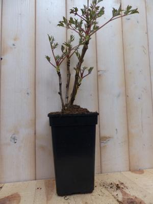 Boompioen rood Paeonia Warentuin Natuurlijk - Warentuin natuurlijk