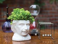 UPG Planter - Albert Einstein
UPG Planter - Albert Einstein - thumbnail