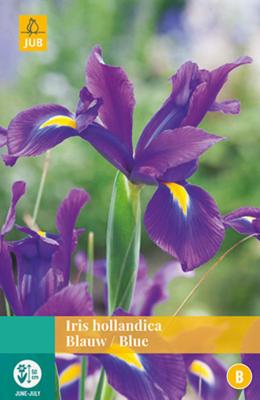 Iris hollandica blauw