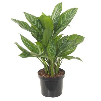 Aglaonema Stripes - P 27 cm Aglaonema Stripes - P 27 cm