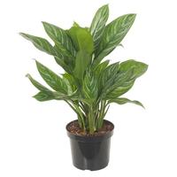 Aglaonema Stripes - P 27 cm - thumbnail