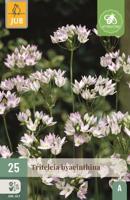 Triteleia hyacinthina - thumbnail