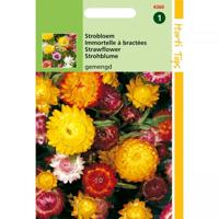 Zaden Helichrysum hoge Strobloem Monstrosum Hortitops - Hortitops - thumbnail