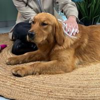 Dierenshampoo Inodorina 300 ml Schuim Aloë Vera - thumbnail