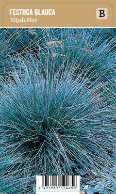 Vips Festuca glauca Elaijh Blue - Blauw schapengras Vips Festuca glauca Elaijh Blue - Blauw schapengras