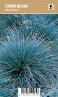 Vips Festuca glauca Elaijh Blue - Blauw schapengras - thumbnail