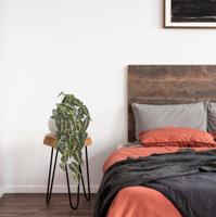 Alocasia Kunsthanger Frydek bont 60cm - thumbnail