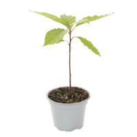 Avocado plantje - thumbnail