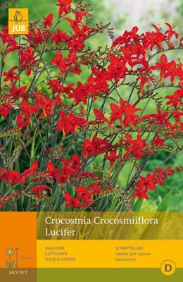 Crocosmia lucifer 10st bloembol zomer JUB - Jub