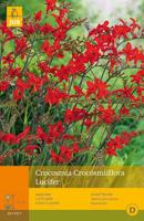 Crocosmia lucifer 10st bloembol zomer JUB - Jub - thumbnail