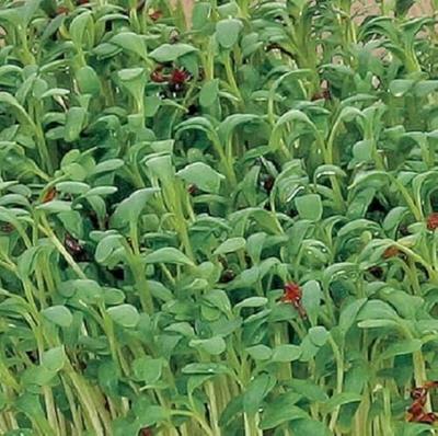 Bio Knip & Eet, Sprouting Tuinkers - thumbnail