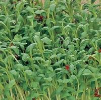 Bio Knip & Eet, Sprouting Tuinkers - thumbnail