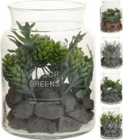 Vetplantjes in glazen pot - thumbnail