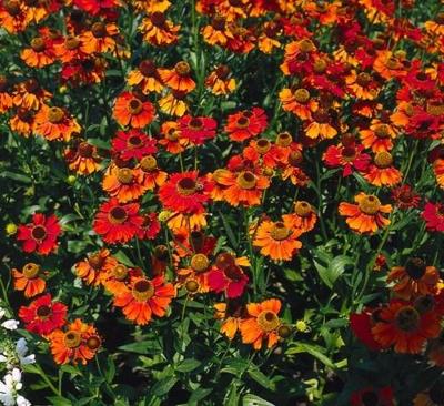 Helenium Moerheim Beauty Samplant - Griffioen