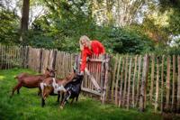 Engelse kastanjehekwerk op rol 120 cm/5,0 cm/3 draden Tuindeco - Tuindeco - thumbnail