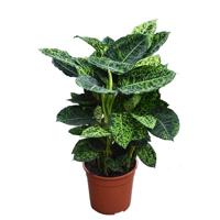 Dieffenbachia 'Reflector' - P 24 cm - thumbnail