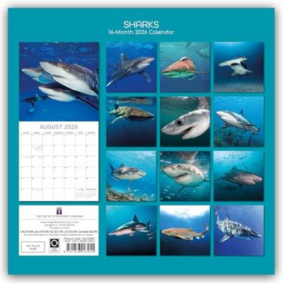 Haaien Kalender 2026 Haaien Kalender 2026