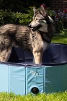 CoolPets Zwembad 100x25 - thumbnail